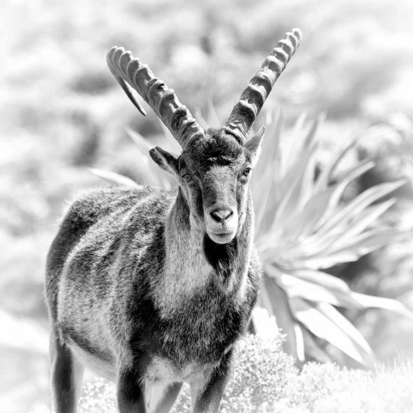 Photo animalière en noir et blanc. Amar Guillen Photographe.