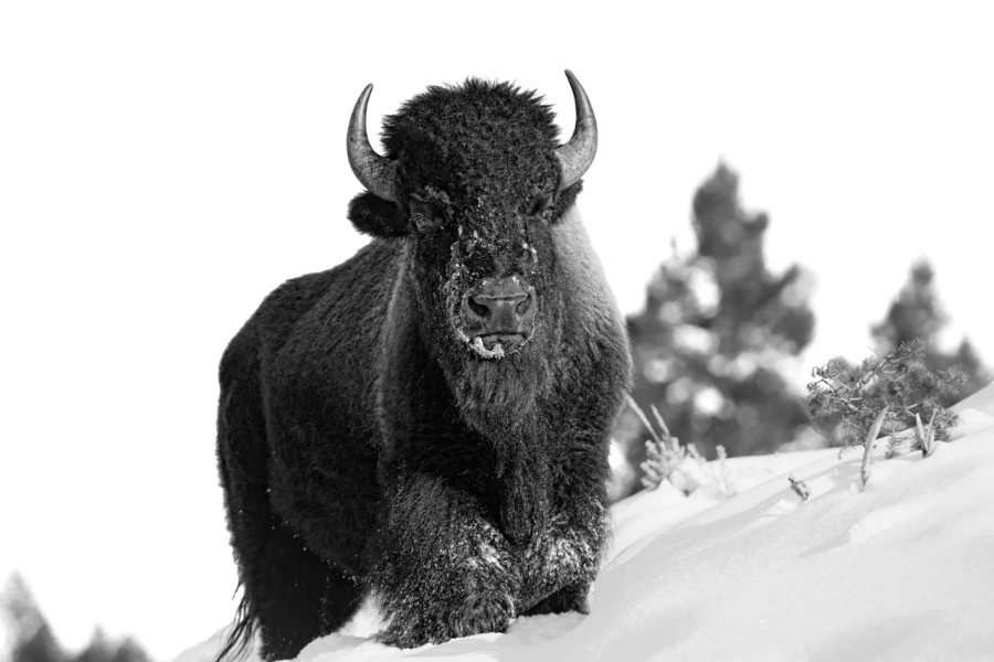 Photo animalière en noir et blanc. Amar Guillen Photographe.