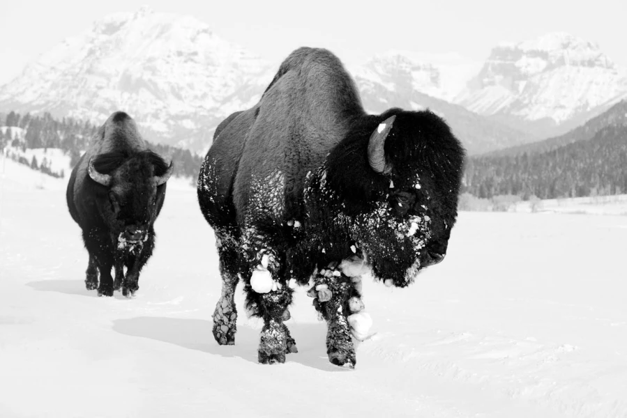 Photo animalière en noir et blanc. Amar Guillen Photographe.