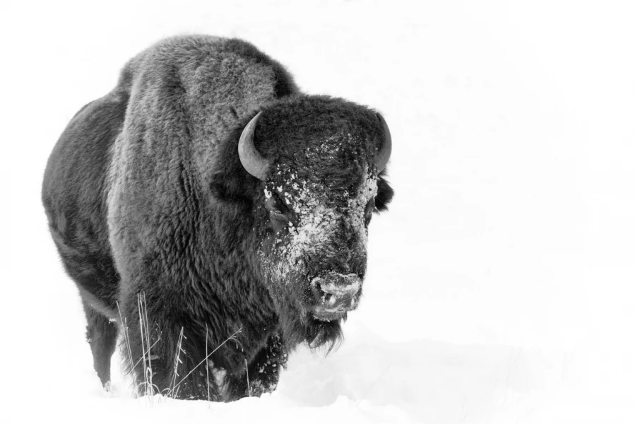 Photo animalière en noir et blanc. Amar Guillen Photographe.