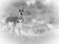 Photo animalière en noir et blanc. Amar Guillen Photographe.