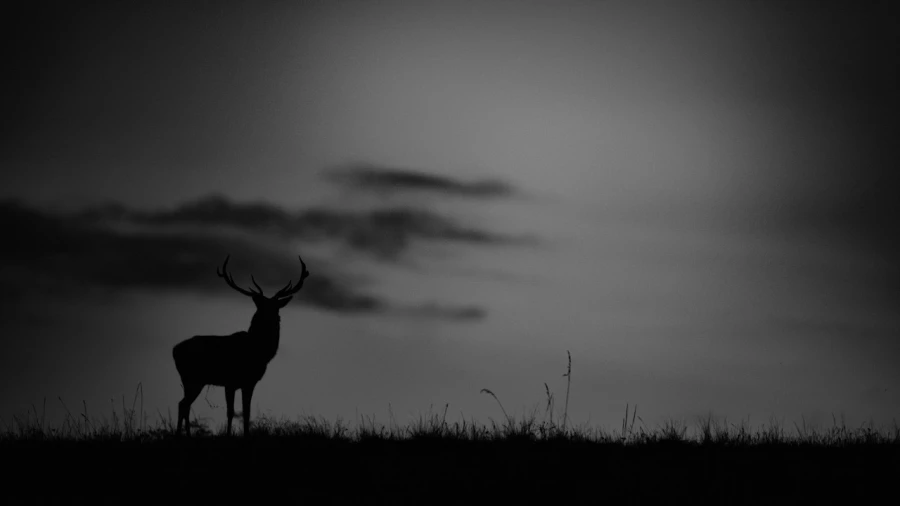 Photo animalière en noir et blanc. Amar Guillen Photographe.