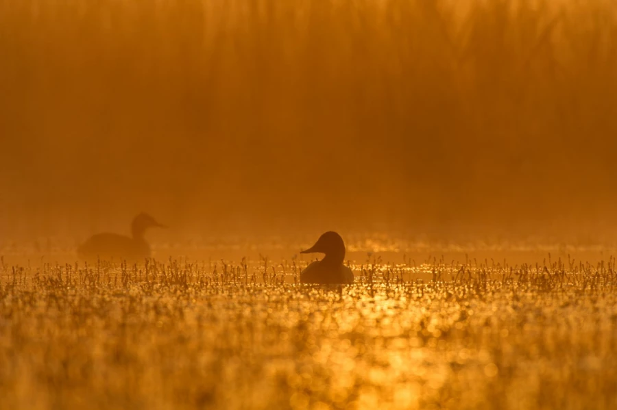 Canard milouin sur un étang de la Dombes photographié depuis u