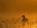 Canard milouin sur un étang de la Dombes photographié depuis u