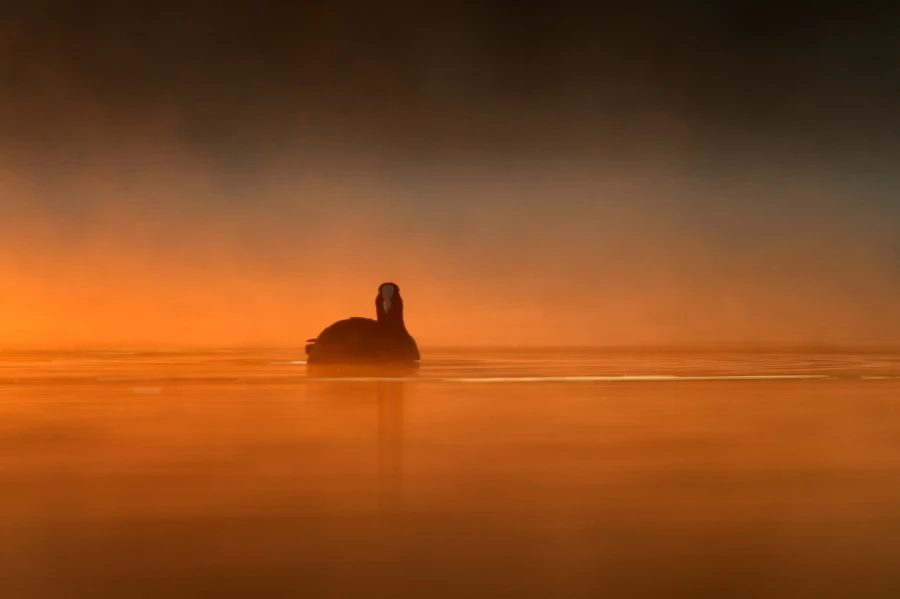 Foulque macroule sur un étang de la Dombes photographié depuis