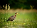 Héron pourpré sur un étang de la Dombes photographié depuis 