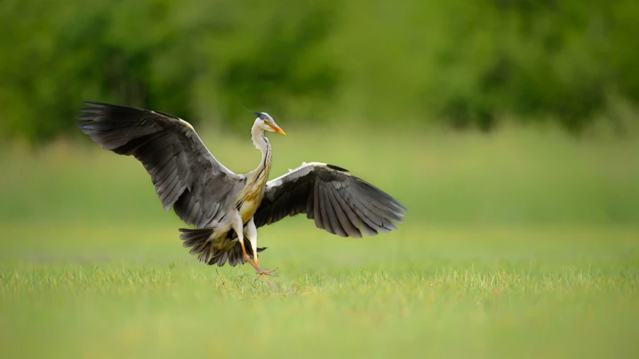 Héron cendré sur un étang de la Dombes photographié depuis u