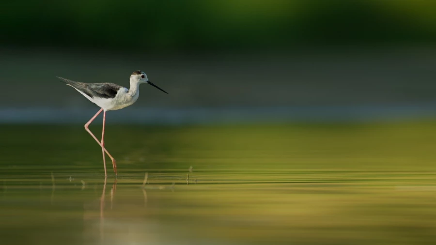 Echasse blanche sur un étang de la Dombes photographié depuis 