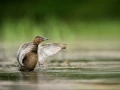 Femelle fulingule milouin sur un étang de la Dombes photographi
