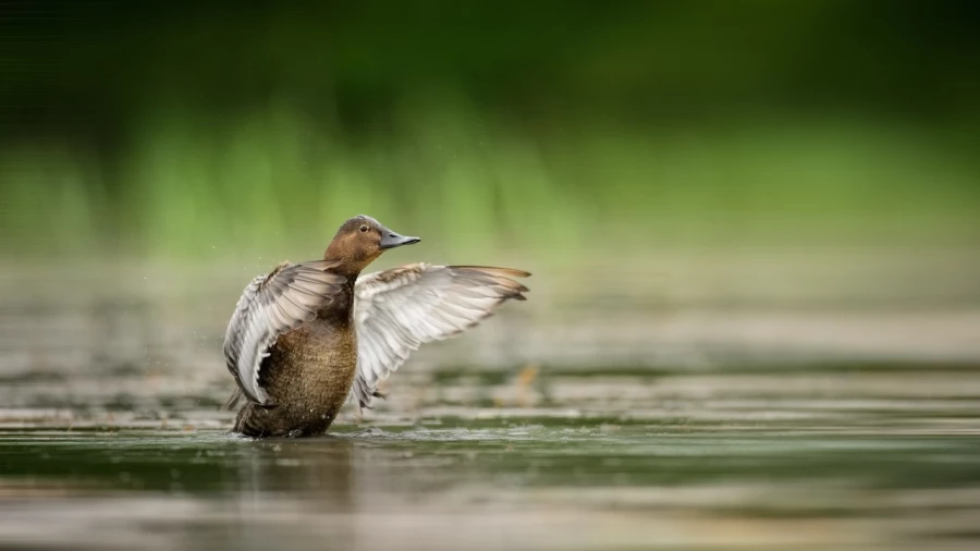 Femelle fulingule milouin sur un étang de la Dombes photographi
