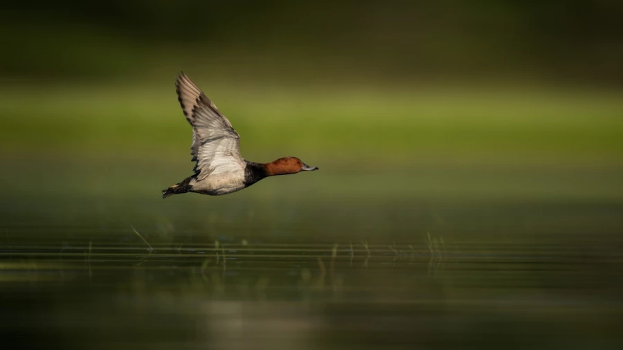 Male fulingule milouin sur un étang de la Dombes photographié 