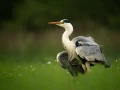 Héron cendré sur un étang de la Dombes photographié depuis u