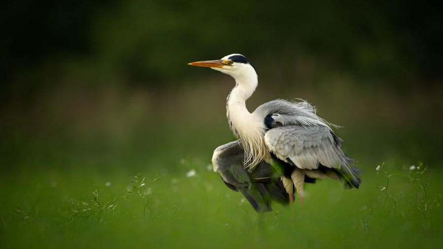 Héron cendré sur un étang de la Dombes photographié depuis u