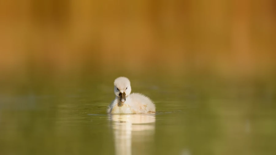 Poussin cygne tuberculé sur un étang de la Dombes photographi