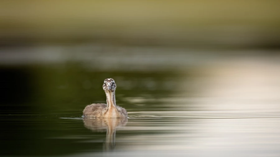 Poussin grèbe huppé sur un étang de la Dombes photographié d