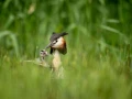 Grèbe huppé sur un étang de la Dombes photographié depuis un
