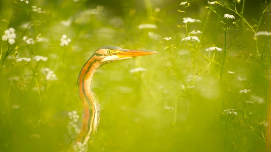 Héron pourpré sur un étang de la Dombes photographié depuis 