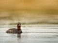 Grèbe castagneux sur un étang de la Dombes photographié depui