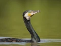 Grand cormoran sur un étang de la Dombes photographié depuis u