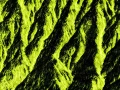 Photo abstraite réalisée sur une scène naturelle.