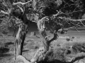 Landscape in black and white of Monument Valley in Arizona in Un