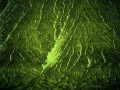 Abstract photo created with a naturel scene.