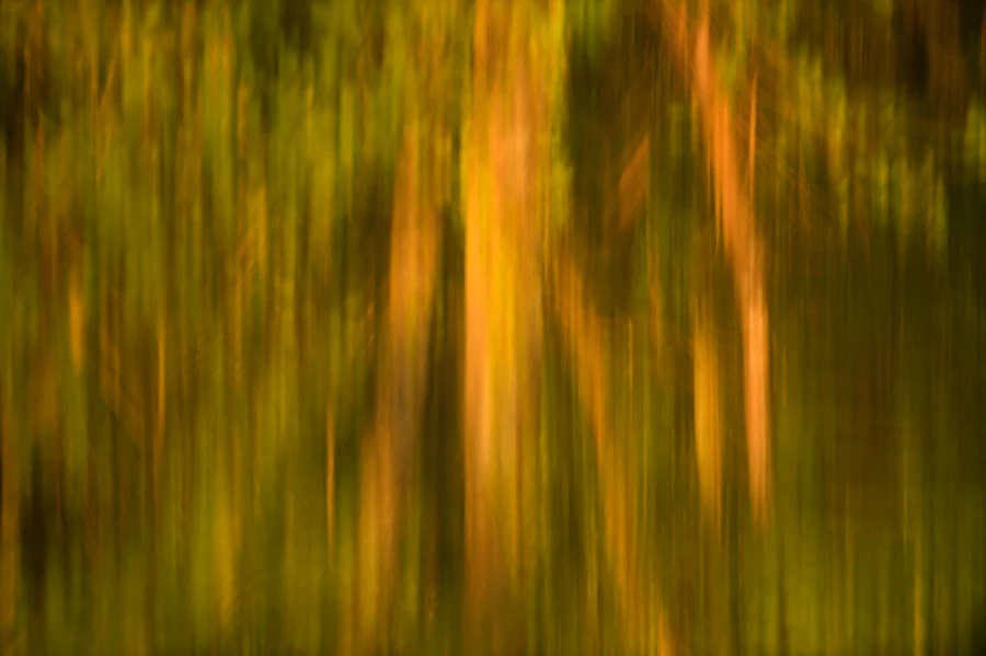 Photo abstraite réalisée sur une scène naturelle.