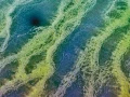 Photo abstraite réalisée sur une scène naturelle.