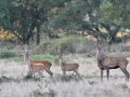 02 brame du cerf 2020 photo de pascal m