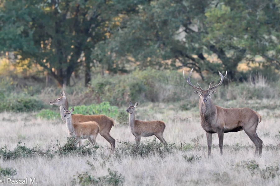 02 brame du cerf 2020 photo de pascal m