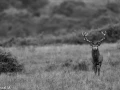 04 brame du cerf 2020 photo de pascal m