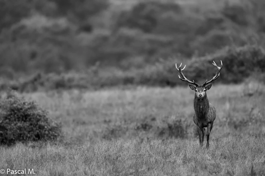 04 brame du cerf 2020 photo de pascal m