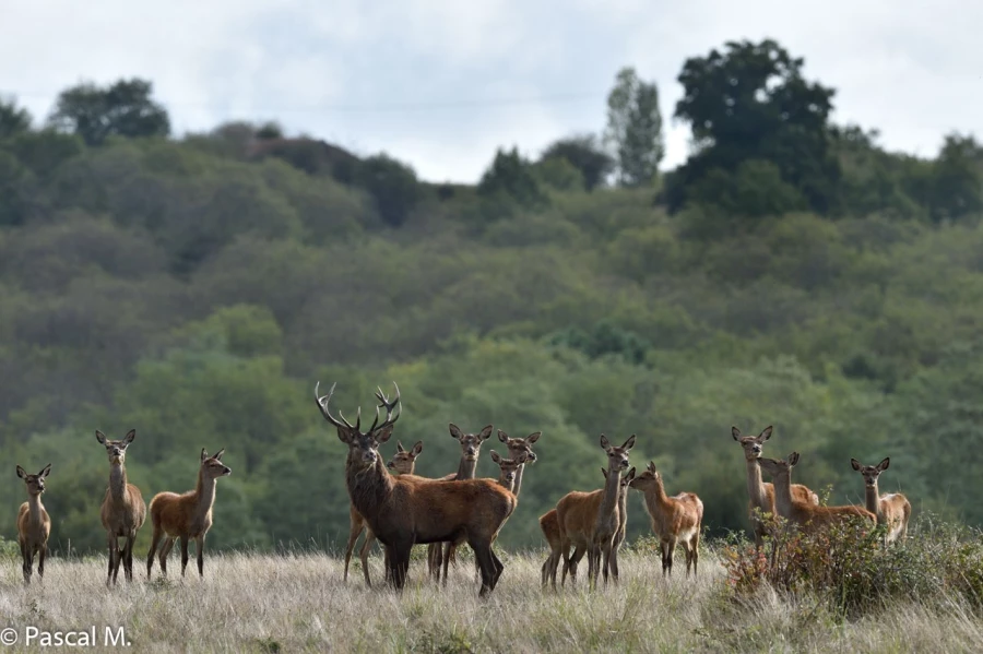 05 brame du cerf 2020 photo de pascal m