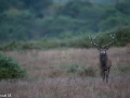 11 brame du cerf 2020 photo de pascal m