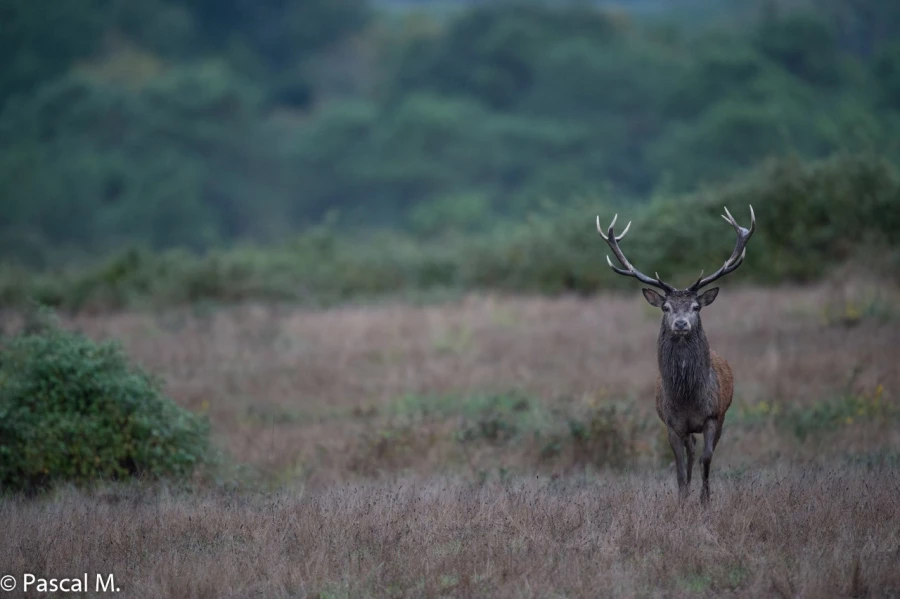 11 brame du cerf 2020 photo de pascal m
