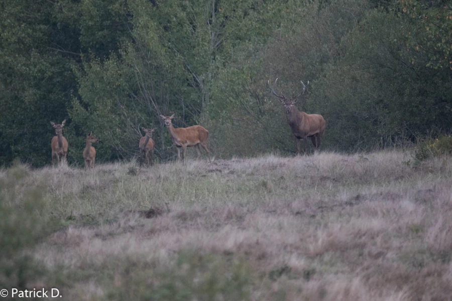 43 brame du cerf 2020 photo de patrick d