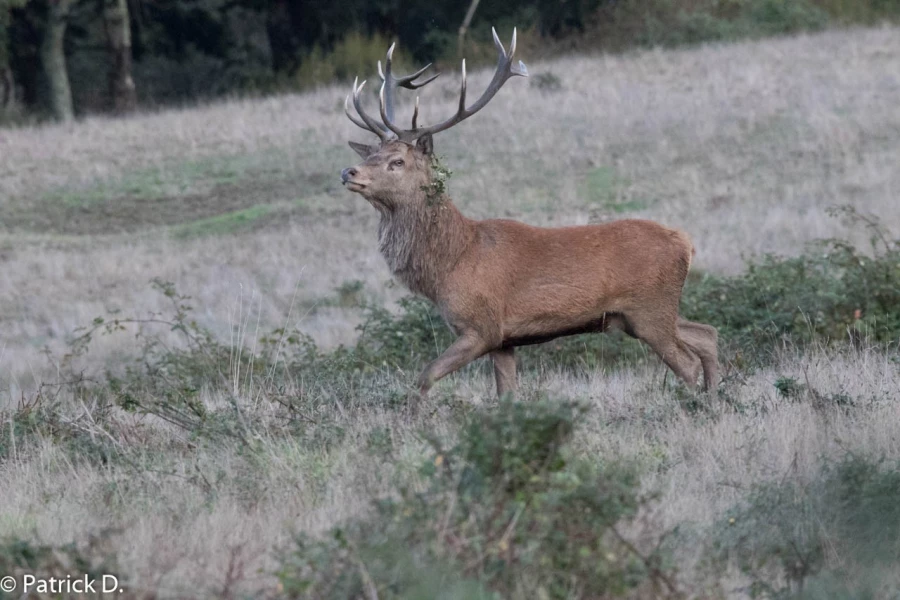 44 brame du cerf 2020 photo de patrick d