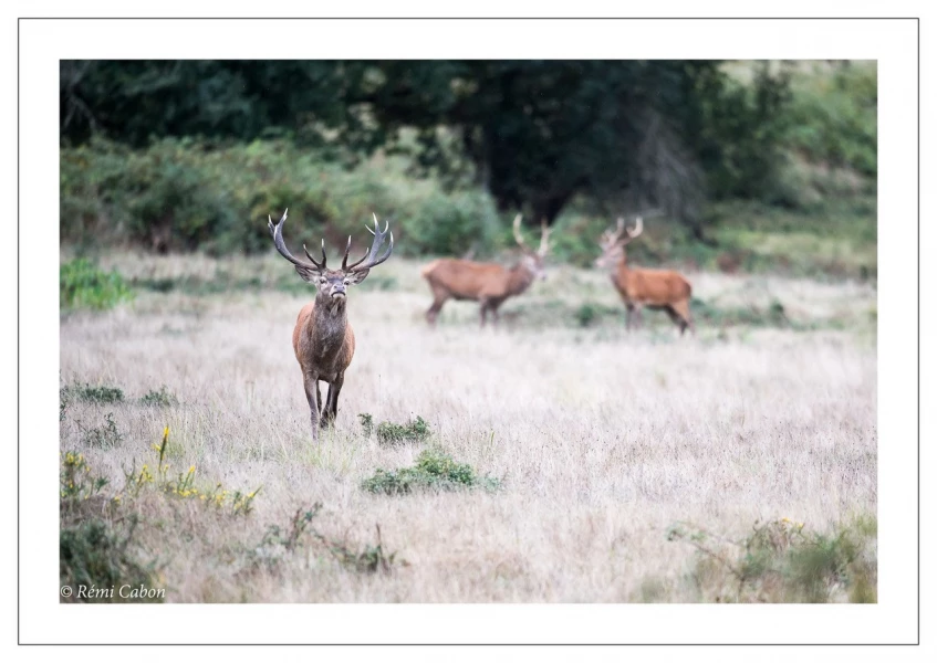 45 brame du cerf 2020 photo de remi c