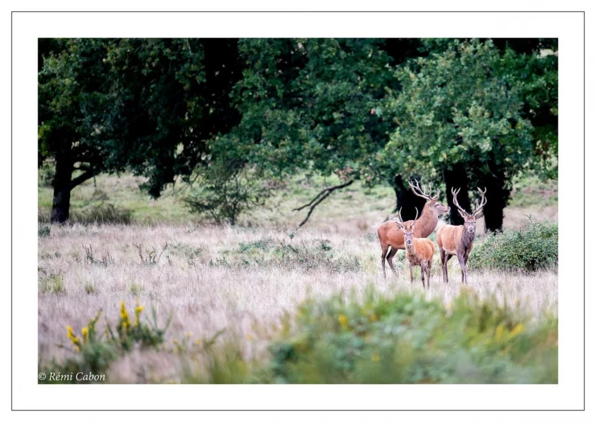 46 brame du cerf 2020 photo de remi c