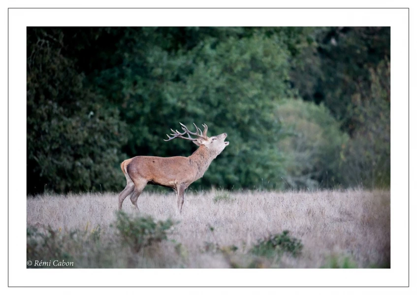 47 brame du cerf 2020 photo de remi c