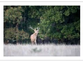 48 brame du cerf 2020 photo de remi c