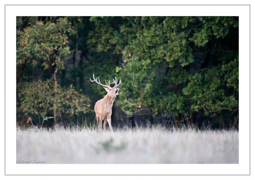 48 brame du cerf 2020 photo de remi c