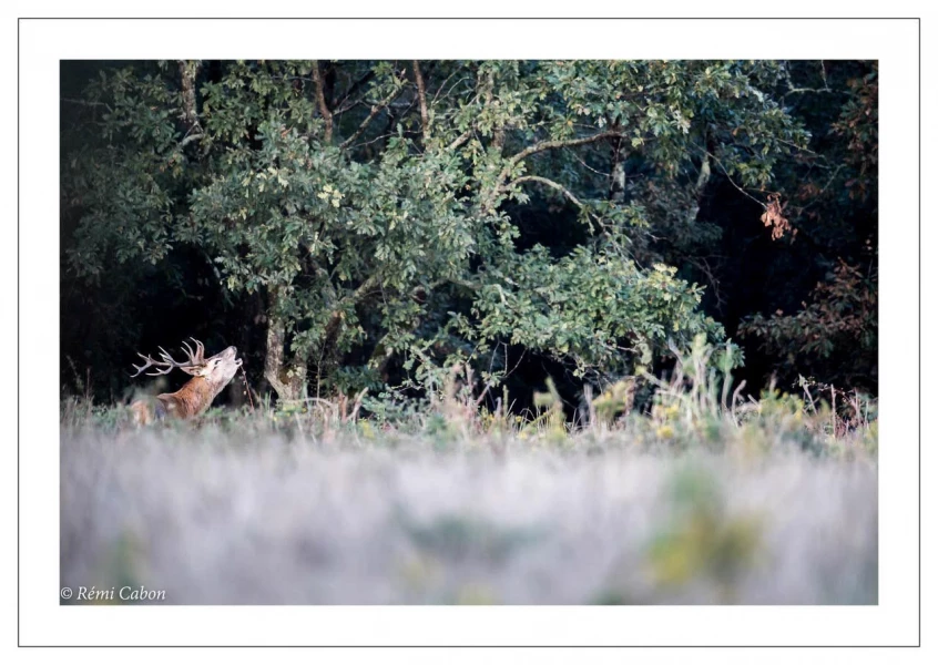 49 brame du cerf 2020 photo de remi c