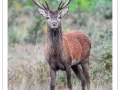50 brame du cerf 2020 photo de remi c