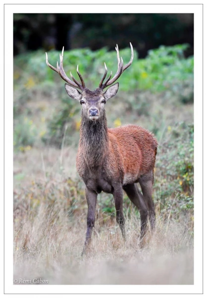 50 brame du cerf 2020 photo de remi c