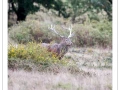 52 brame du cerf 2020 photo de remi c