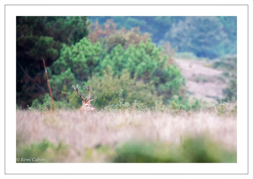 53 brame du cerf 2020 photo de remi c
