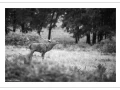 54 brame du cerf 2020 photo de remi c