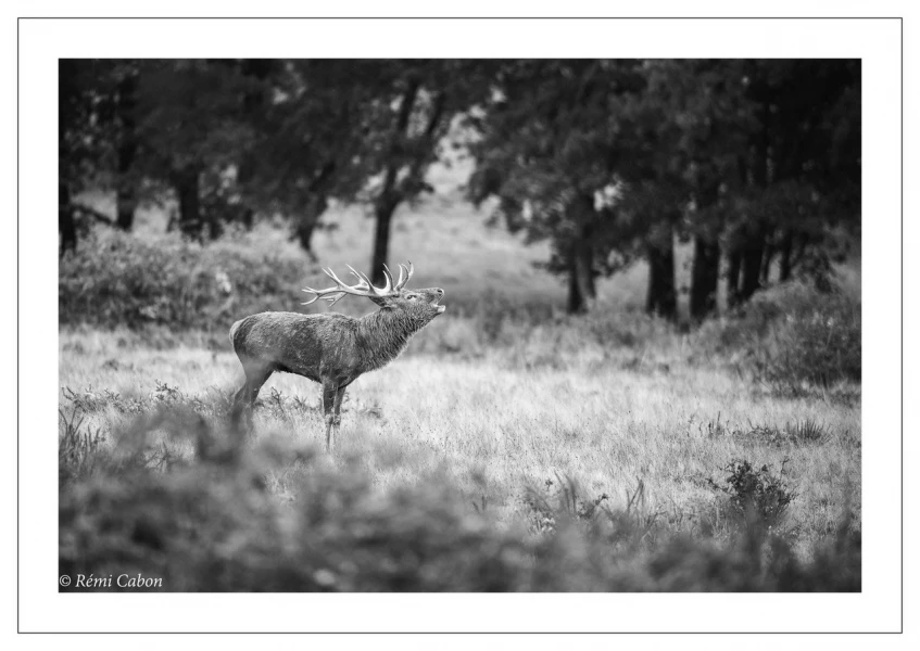54 brame du cerf 2020 photo de remi c