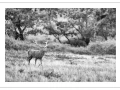 55 brame du cerf 2020 photo de remi c
